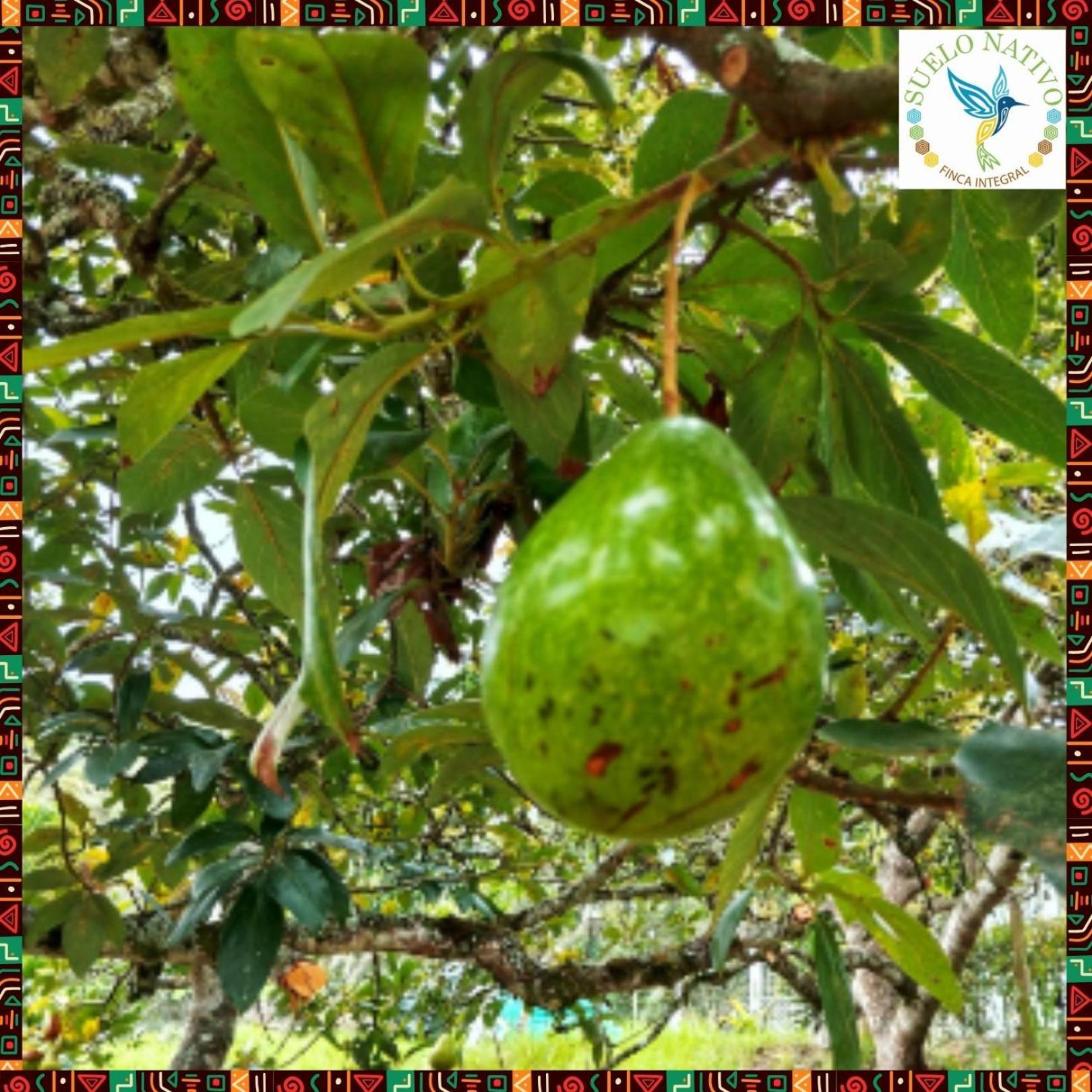 Hotel Finca Integral Suelo Natiivo "Integramos El Campo Con Tu Bienestar" Guaduas Exteriör bild
